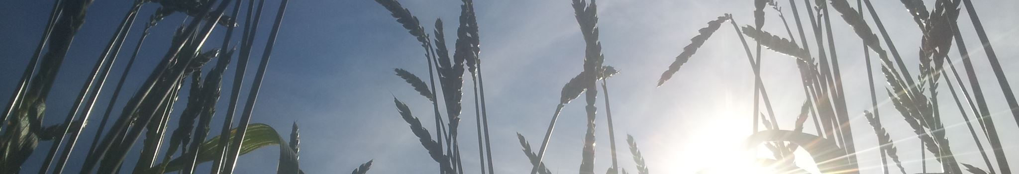 épis de grand épeautre devant le ciel