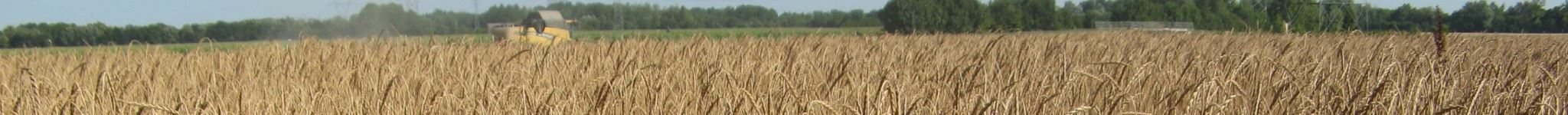 Champ et épis de grand épeautre jaune avant moisson