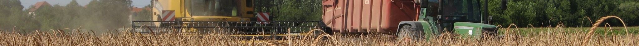 Moisson du grand épeautre dans un champ avec une moissonneuse et un tracteur