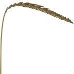 Épis de grand épeautre